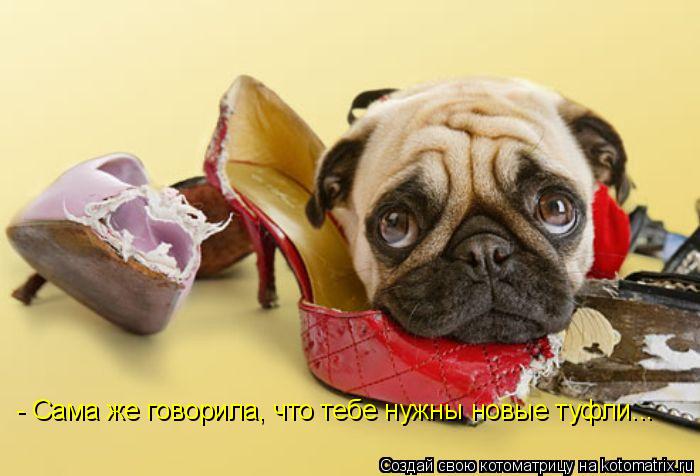 - Сама же говорила, что тебе нужны новые туфли...... Котоматрица: - Сама же говорила, что тебе нужны новые туфли...