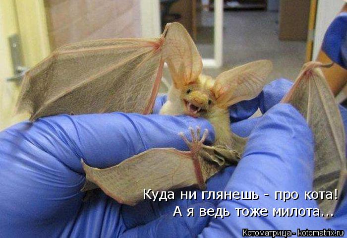 А я ведь тоже милота... Куда ни глянешь - про кота!... Котоматрица: А я ведь тоже милота... Куда ни глянешь - про кота!