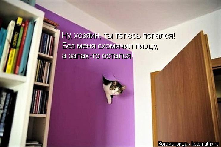 Ну, хозяин, ты теперь попался! Без меня схомячил пиццу, а запах-то остался!... Котоматрица: Ну, хозяин, ты теперь попался! Без меня схомячил пиццу, а запах-то остался!