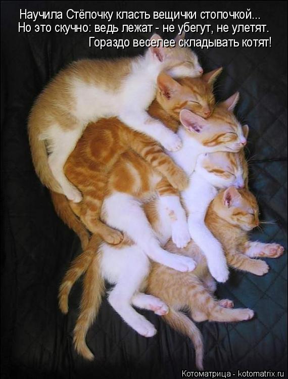 Научила Стёпочку класть вещички стопочкой... Но это скучно: ведь лежат - не убегут, не улетят. Горазд... Котоматрица: Научила Стёпочку класть вещички стопочкой... Но это скучно: ведь лежат - не убегут, не улетят. Гораздо веселее складывать котят!