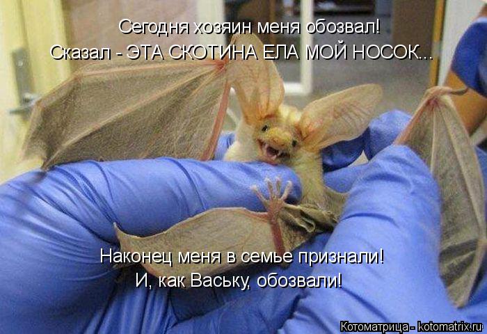 Сегодня хозяин меня обозвал! Сказал - ЭТА СКОТИНА ЕЛА МОЙ НОСОК... Наконец меня в семье признали! И, ... Котоматрица: Сегодня хозяин меня обозвал! Сказал - ЭТА СКОТИНА ЕЛА МОЙ НОСОК... Наконец меня в семье признали! И, как Ваську, обозвали!