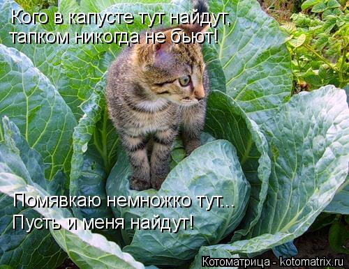 Кого в капусте тут найдут, тапком никогда не бьют! Помявкаю немножко тут... Пусть и меня найдут!... Котоматрица: Кого в капусте тут найдут, тапком никогда не бьют! Помявкаю немножко тут... Пусть и меня найдут!