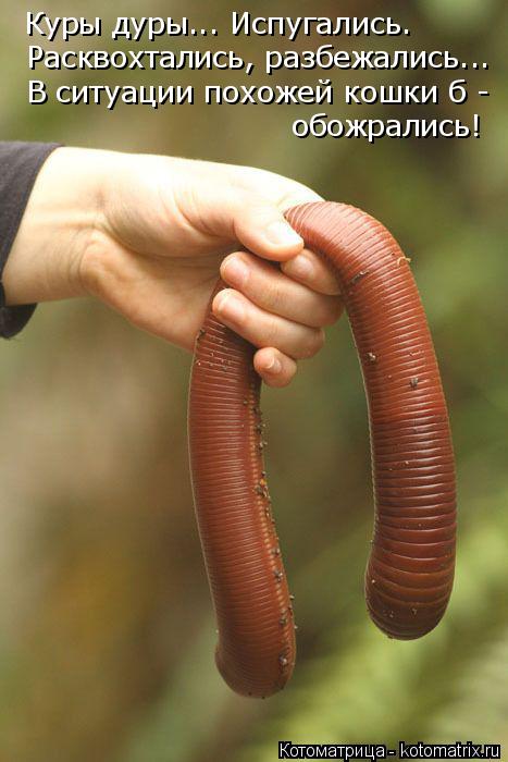 Куры дуры... Испугались. Расквохтались, разбежались... В ситуации похожей кошки б - обожрались!... Котоматрица: Куры дуры... Испугались. Расквохтались, разбежались... В ситуации похожей кошки б - обожрались!