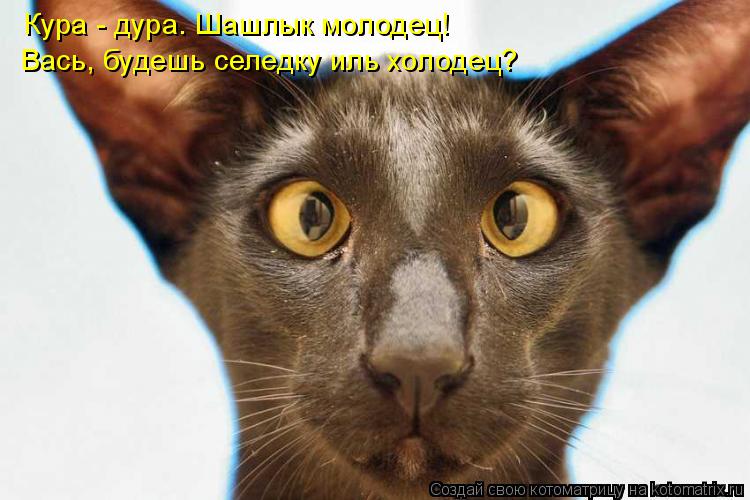 Кура - дура. Шашлык молодец! Вась, будешь селедку иль холодец?... Котоматрица: Кура - дура. Шашлык молодец! Вась, будешь селедку иль холодец?