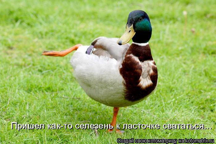 Пришел как-то селезень к ласточке свататься...... Котоматрица: Пришел как-то селезень к ласточке свататься...