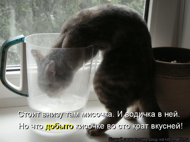 Стоит внизу там мисочка. И водичка в ней. Но что добыто кисочке во сто крат вкусней! добыто... Котоматрица: Стоит внизу там мисочка. И водичка в ней. Но что добыто кисочке во сто крат вкусней! добыто