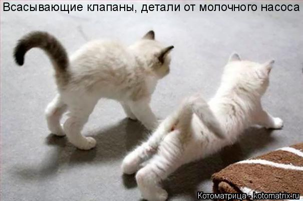 Всасывающие клапаны, детали от молочного насоса... Котоматрица: Всасывающие клапаны, детали от молочного насоса