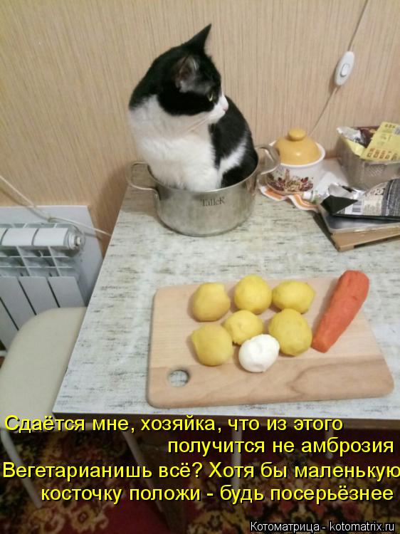 Сдаётся мне, хозяйка, что из этого получится не амброзия Вегетарианишь всё? Хотя бы маленькую косточк... Котоматрица: Сдаётся мне, хозяйка, что из этого получится не амброзия Вегетарианишь всё? Хотя бы маленькую косточку положи - будь посерьёзнее