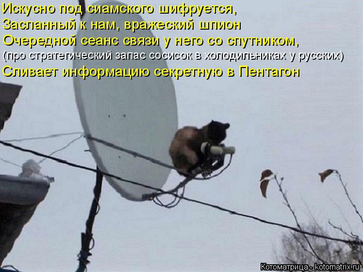 Искусно под сиамского шифруется, Засланный к нам, вражеский шпион Очередной сеанс связи у него со спу... Котоматрица: Искусно под сиамского шифруется, Засланный к нам, вражеский шпион Очередной сеанс связи у него со спутником, (про стратегический запас соси