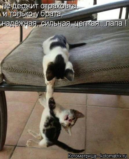 не держит страховка, и только у брата, надёжная, сильная, цепкая...лапа !... Котоматрица: не держит страховка, и только у брата, надёжная, сильная, цепкая...лапа !