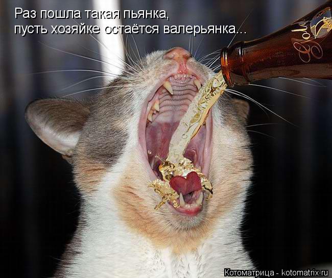 Раз пошла такая пьянка, пусть хозяйке остаётся валерьянка...... Котоматрица: Раз пошла такая пьянка, пусть хозяйке остаётся валерьянка...