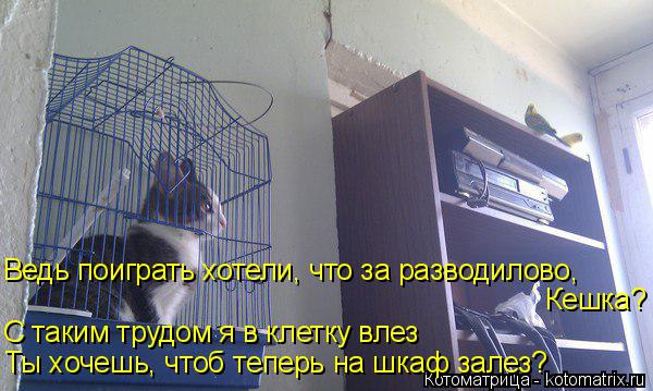 С таким трудом я в клетку влез Ты хочешь, чтоб теперь на шкаф залез? Ведь поиграть хотели, что за раз... Котоматрица: С таким трудом я в клетку влез Ты хочешь, чтоб теперь на шкаф залез? Ведь поиграть хотели, что за разводилово, Кешка?