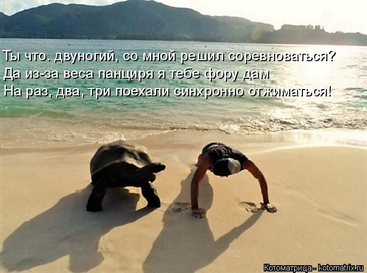 Ты что. двуногий, со мной решил соревноваться? Да из-за веса панциря я тебе фору дам На раз, два, три... Котоматрица: Ты что. двуногий, со мной решил соревноваться? Да из-за веса панциря я тебе фору дам На раз, два, три поехали синхронно отжиматься!