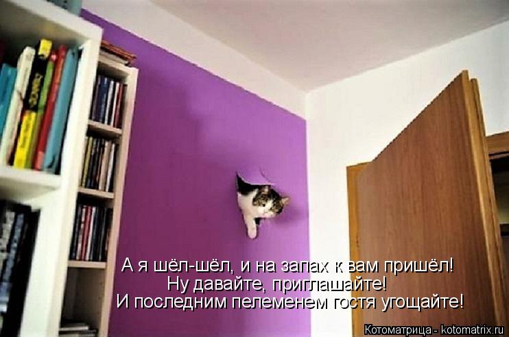 А я шёл-шёл, и на запах к вам пришёл! Ну давайте, приглашайте! И последним пелеменем гостя угощайте!... Котоматрица: А я шёл-шёл, и на запах к вам пришёл! Ну давайте, приглашайте! И последним пелеменем гостя угощайте!