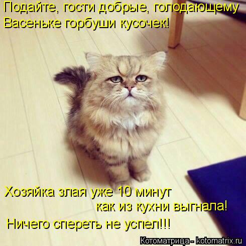 Подайте, гости добрые, голодающему Васеньке горбуши кусочек! Хозяйка злая уже 10 минут как из кухни... Котоматрица: Подайте, гости добрые, голодающему Васеньке горбуши кусочек! Хозяйка злая уже 10 минут как из кухни выгнала! Ничего спереть не успел!!!