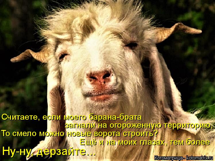 Считаете, если моего барана-брата загнали на огороженную территорию, То смело можно новые ворота стр... Котоматрица: Считаете, если моего барана-брата загнали на огороженную территорию, То смело можно новые ворота строить? Ещё и на моих глазах, тем более Ну