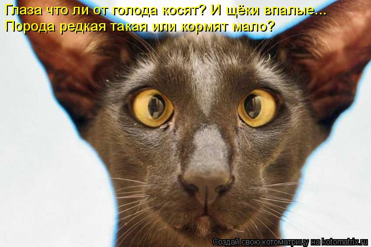 Глаза что ли от голода косят? И щёки впалые... Порода редкая такая или кормят мало?... Котоматрица: Глаза что ли от голода косят? И щёки впалые... Порода редкая такая или кормят мало?
