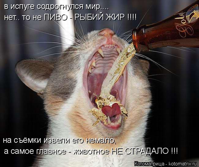 в испуге содрогнулся мир.... на съёмки извели его немало, а самое главное - животное НЕ СТРАДАЛО !!! ... Котоматрица: в испуге содрогнулся мир.... на съёмки извели его немало, а самое главное - животное НЕ СТРАДАЛО !!! нет.. то не ПИВО - РЫБИЙ ЖИР !!!!