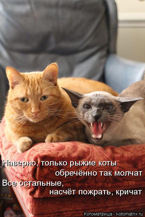 Наверно, только рыжие коты обречённо так молчат Все остальные, насчёт пожрать, кричат... Котоматрица: Наверно, только рыжие коты обречённо так молчат Все остальные, насчёт пожрать, кричат