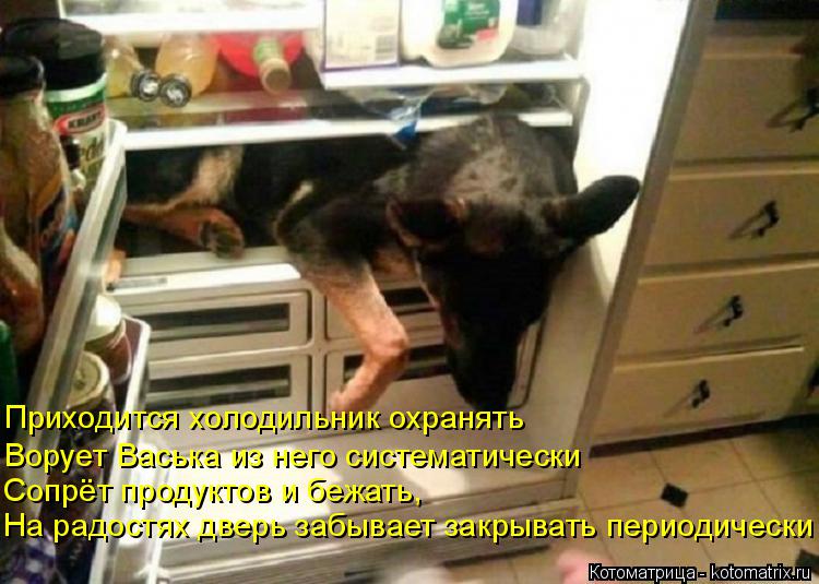 Приходится холодильник охранять Ворует Васька из него систематически Сопрёт продуктов и бежать, На ра... Котоматрица: Приходится холодильник охранять Ворует Васька из него систематически Сопрёт продуктов и бежать, На радостях дверь забывает закрывать пер