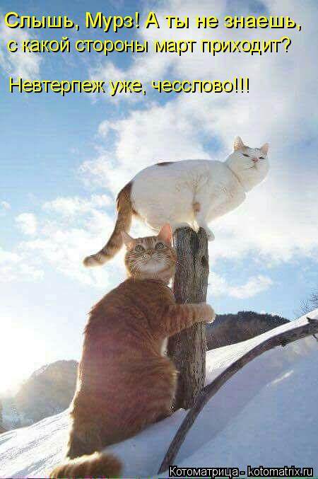 Слышь, Мурз! А ты не знаешь, с какой стороны март приходит? Невтерпеж уже, чесслово!!!... Котоматрица: Слышь, Мурз! А ты не знаешь, с какой стороны март приходит? Невтерпеж уже, чесслово!!!