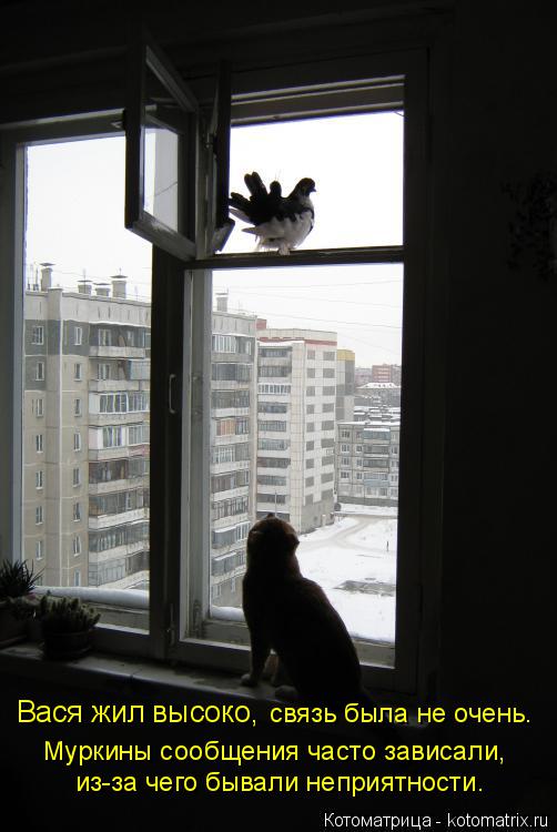 Вася жил высоко, связь была не очень. из-за чего бывали неприятности. Муркины сообщения часто завис... Котоматрица: Вася жил высоко, связь была не очень. из-за чего бывали неприятности. Муркины сообщения часто зависали,