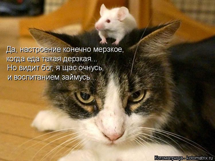 Да, настроение конечно мерзкое, когда еда такая дерзкая... Но видит бог, я щас очнусь, и воспитанием ... Котоматрица: Да, настроение конечно мерзкое, когда еда такая дерзкая... Но видит бог, я щас очнусь, и воспитанием займусь...