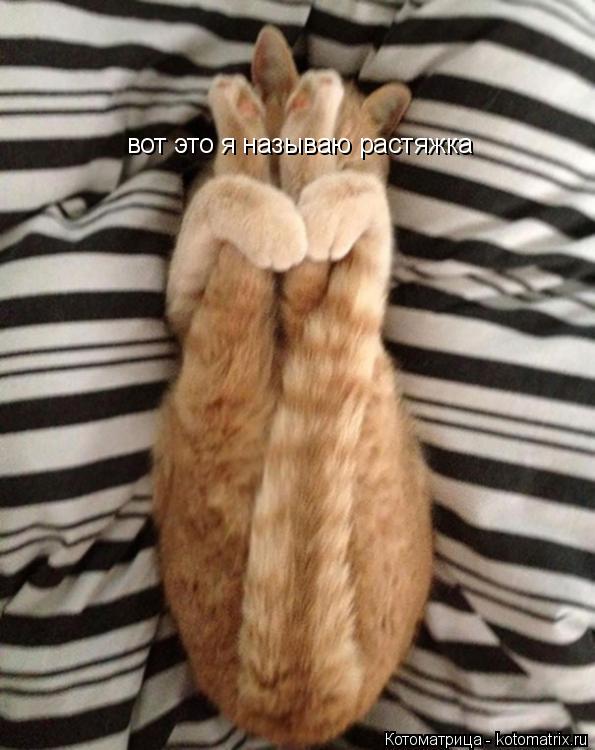 вот это я называю растяжка... Котоматрица: вот это я называю растяжка