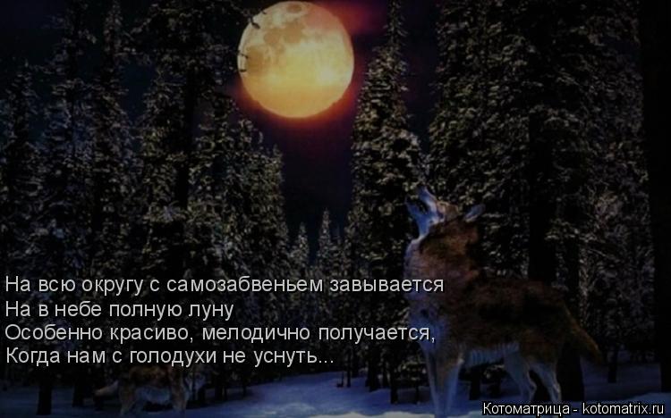 На в небе полную луну Особенно красиво, мелодично получается, Когда нам с голодухи не уснуть... На вс... Котоматрица: На в небе полную луну Особенно красиво, мелодично получается, Когда нам с голодухи не уснуть... На всю округу с самозабвеньем завывается