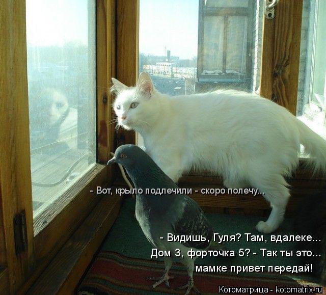 мамке привет передай! - Видишь, Гуля? Там, вдалеке... - Вот, крыло подлечили - скоро полечу... Дом 3,... Котоматрица: мамке привет передай! - Видишь, Гуля? Там, вдалеке... - Вот, крыло подлечили - скоро полечу... Дом 3, форточка 5? - Так ты это...