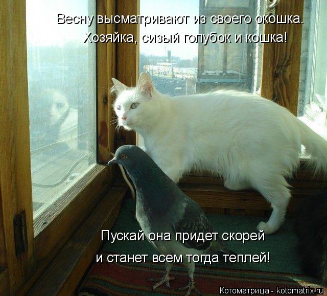 Весну высматривают из своего окошка. Хозяйка, сизый голубок и кошка! Пускай она придет скорей и стане... Котоматрица: Весну высматривают из своего окошка. Хозяйка, сизый голубок и кошка! Пускай она придет скорей и станет всем тогда теплей!
