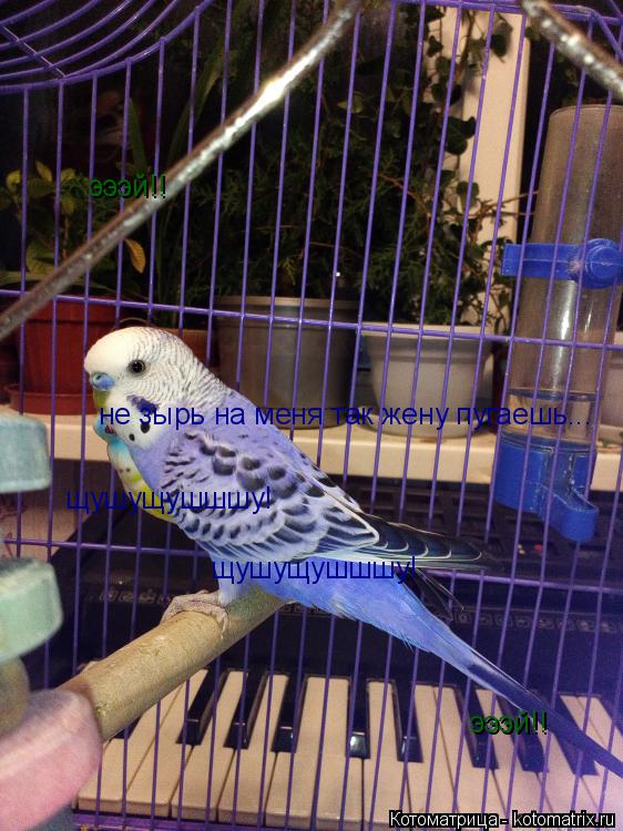 эээй!! эээй!! не зырь на меня так жену пугаешь... щушущушшшу! щушущушшшу!... Котоматрица: эээй!! эээй!! не зырь на меня так жену пугаешь... щушущушшшу! щушущушшшу!