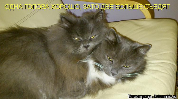 Котоматрица: ОДНА ГОЛОВА ХОРОШО, ЗАТО ДВЕ БОЛЬШЕ СЪЕДЯТ