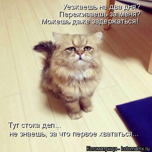 Уезжаешь на два дня? Переживаешь за меня? Можешь даже задержаться! Тут стока дел... не знаешь, за что... Котоматрица: Уезжаешь на два дня? Переживаешь за меня? Можешь даже задержаться! Тут стока дел... не знаешь, за что первое хвататься...