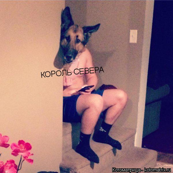 КОРОЛЬ СЕВЕРА... Котоматрица: КОРОЛЬ СЕВЕРА