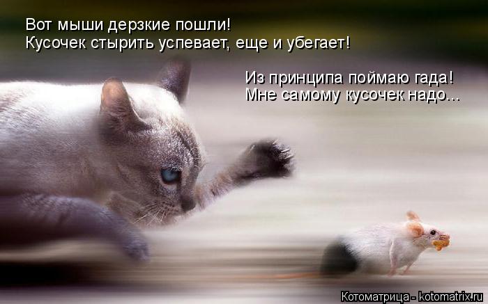 Вот мыши дерзкие пошли! Кусочек стырить успевает, еще и убегает! Из принципа поймаю гада! Мне самому ... Котоматрица: Вот мыши дерзкие пошли! Кусочек стырить успевает, еще и убегает! Из принципа поймаю гада! Мне самому кусочек надо...