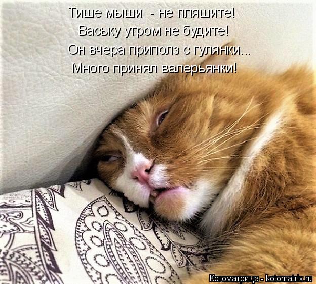 Тише мыши - не пляшите! Ваську утром не будите! Он вчера приполз с гулянки... Много принял валерьянк... Котоматрица: Тише мыши - не пляшите! Ваську утром не будите! Он вчера приполз с гулянки... Много принял валерьянки!