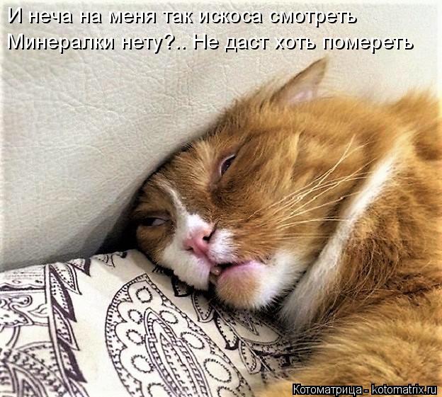 И неча на меня так искоса смотреть Минералки нету?.. Не даст хоть помереть... Котоматрица: И неча на меня так искоса смотреть Минералки нету?.. Не даст хоть помереть