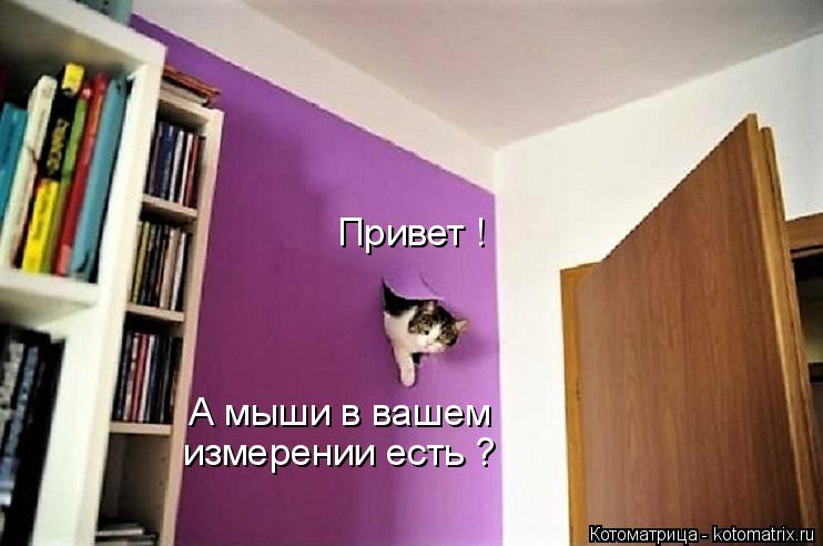 Привет ! А мыши в вашем измерении есть ?... Котоматрица: Привет ! А мыши в вашем измерении есть ?