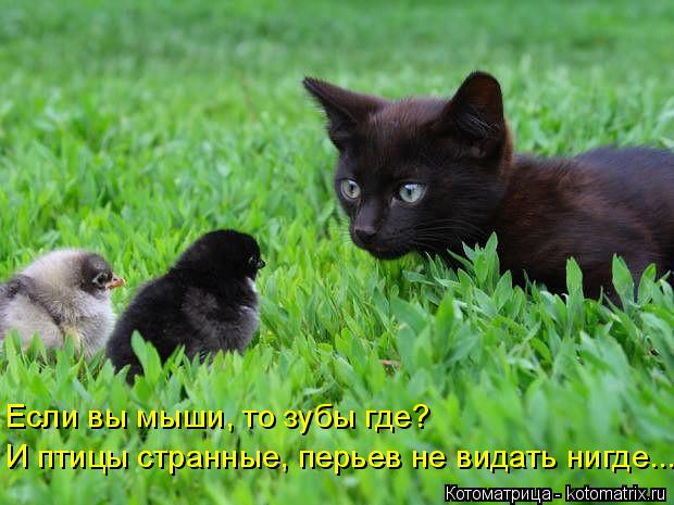 Если вы мыши, то зубы где? И птицы странные, перьев не видать нигде...... Котоматрица: Если вы мыши, то зубы где? И птицы странные, перьев не видать нигде...