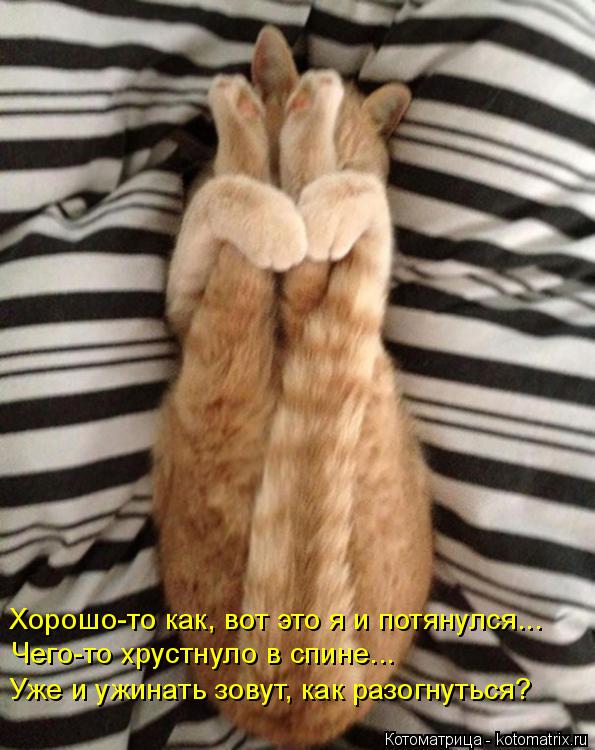 Хорошо-то как, вот это я и потянулся... Чего-то хрустнуло в спине... Уже и ужинать зовут, как разогну... Котоматрица: Хорошо-то как, вот это я и потянулся... Чего-то хрустнуло в спине... Уже и ужинать зовут, как разогнуться?