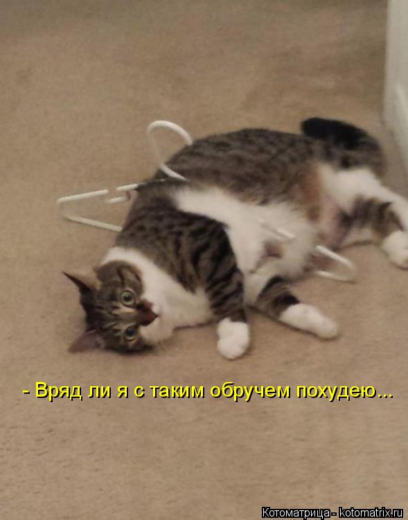 - Вряд ли я с таким обручем похудею...... Котоматрица: - Вряд ли я с таким обручем похудею...
