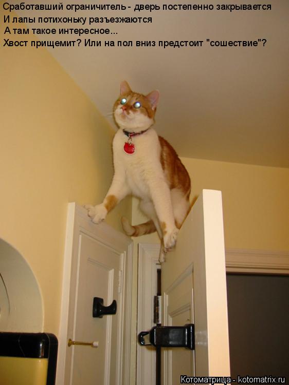 Сработавший ограничитель - дверь постепенно закрывается И лапы потихоньку разъезжаются Хвост прищемит... Котоматрица: Сработавший ограничитель - дверь постепенно закрывается И лапы потихоньку разъезжаются Хвост прищемит? Или на пол вниз предстоит "сошеств