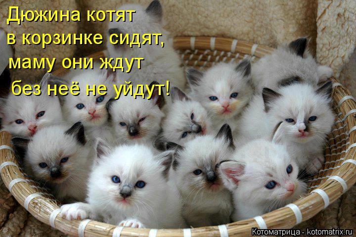 Котоматрица: Дюжина котят в корзинке сидят, маму они ждут без неё не уйдут!