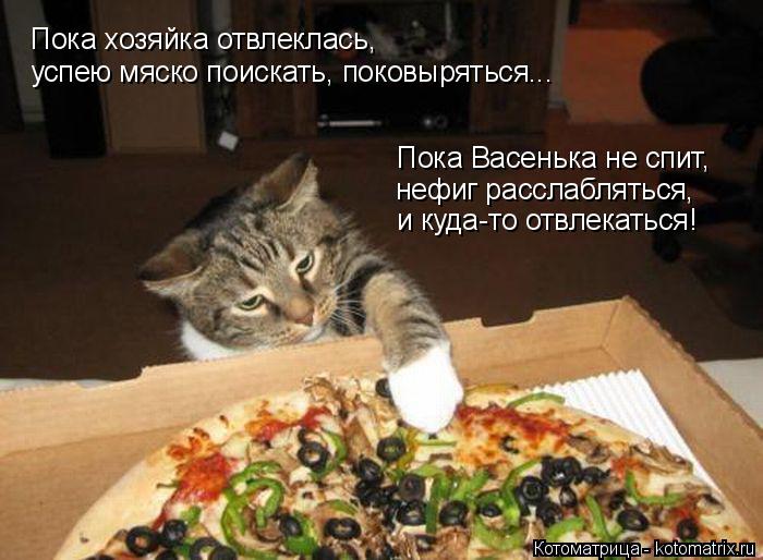 Пока хозяйка отвлеклась, успею мяско поискать, поковыряться... Пока Васенька не спит, нефиг расслабля... Котоматрица: Пока хозяйка отвлеклась, успею мяско поискать, поковыряться... Пока Васенька не спит, нефиг расслабляться, и куда-то отвлекаться!