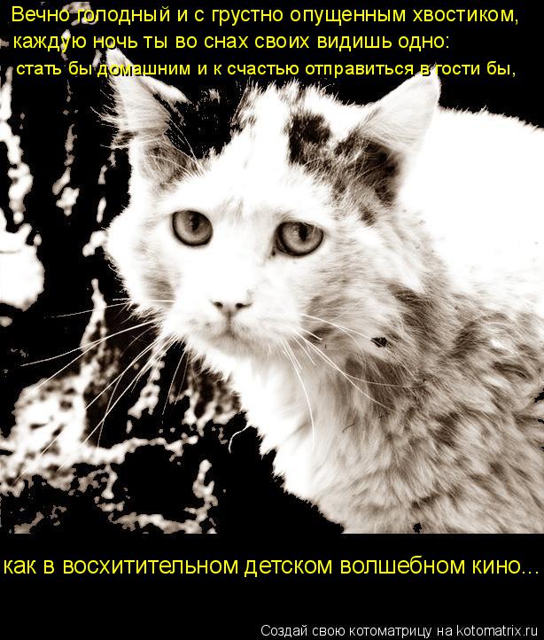 Котоматрица: Вечно голодный и с грустно опущенным хвостиком,  каждую ночь ты во снах своих видишь одно:  стать бы домашним и к счастью отправиться в гости