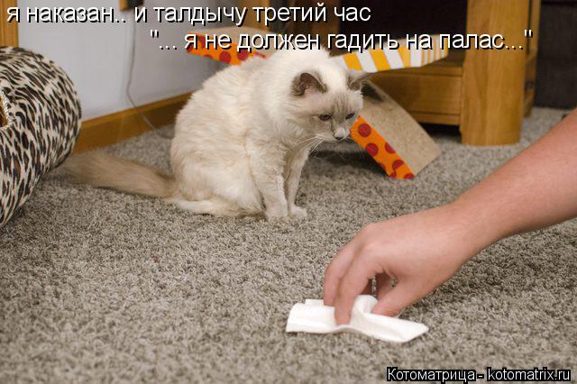 я наказан.. и талдычу третий час "... я не должен гадить на палас..."... Котоматрица: я наказан.. и талдычу третий час "... я не должен гадить на палас..."