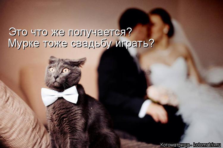 Котоматрица: Это что же получается? Мурке тоже свадьбу играть?