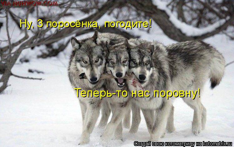 Ну, 3 поросёнка, погодите! Теперь-то нас поровну!... Котоматрица: Ну, 3 поросёнка, погодите! Теперь-то нас поровну!