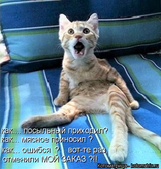 Котоматрица: как.... посыльный приходил? как... мясное приносил ? отменили МОЙ ЗАКАЗ ?!! как... ошибся  ?    вот-те раз,